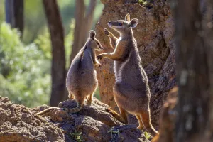 Marsupialia Prints: Female Yellow-footed rock wallaby (Petrogale xanthopus) fending off advances from male (right)