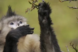 Animal Feet Gallery: Female Yunnan Snub-nosed monkey (Rhinopithecus bieti) feeding, Tacheng Yunnan snub-nosed