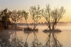 Reflection Prints: Fen landscape on a misty morning with reflections of backlit trees