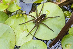 Aranae Gallery: Fen raft spider / Great raft spider (Dolomedes plantarius) sub-adult. Norfolk Broads, UK, September
