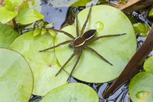 Elevated View Prints: Fen raft spider / Great raft spider (Dolomedes plantarius) sub-adult