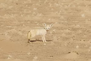 Hidden In Nature Gallery: Fennec Fox (Fennecus / Vulpes zerda) in profile against sand. Dilia Achetinamou Niger