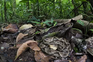 Images Dated 20th May 2014: Fer-de-lance (Bothrops asper) camouflaged on the rainforest floor. Corcovado National Park