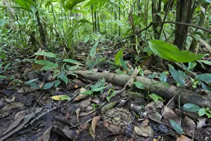 Hidden In Nature Gallery: Fer-de-lance (Bothrops asper) camouflaged on the rainforest floor, Corcovado National Park