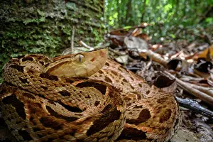 Forest Floor Prints: Fer-de-lance (Bothrops asper) resting in leaf litter on the rainforest floor