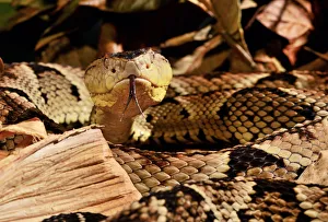 Images Dated 15th May 2018: Fer-de-lance (Bothrops lanceolatus) captive, endemic to Martinique
