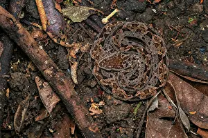 Squamata Prints: Fer De Lance (Bothrops asper) curled up on the rainforest floor waiting for prey