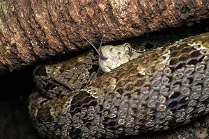 Using Senses Prints: Fer de Lance (Bothrops asper) resting under a tree root with its tongue out