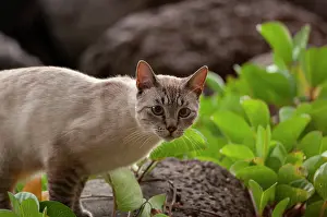 Feral Mammal Prints: Feral cat roaming on outskirts of San Cristobal, Galapagos Islands, September