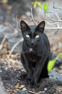 Invasive Prints: Feral domestic cat (Felis catus) portrait