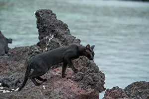 Invasive Prints: Feral domestic cat (Felis catus) walking on rocks at shore
