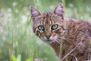 Meadow Prints: Feral domestic cat (Felis silvestris catus) in a meadow, portrait, Aude, France. June