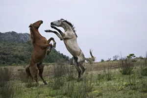 Feral domestic horses (Equus caballus) wild herd stallion (grey) fighting a bachelor
