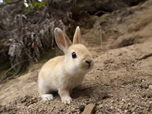 Bunny Island Collection: Feral domestic rabbit (Oryctolagus cuniculus) Okunojima Island, also known as Rabbit Island