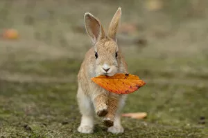 Bunny Island Collection: Feral domestic rabbit (Oryctolagus cuniculus) juvenile running with dead leaf in mouth