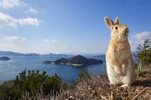 Feral domestic rabbit (Oryctolagus cuniculus) standing on hind legs on coast, Okunojima Island