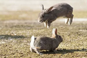 Bunny Island Gallery: Feral domestic rabbit (Oryctolagus cuniculus) males fighting one leaping into the air