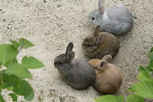Images Dated 9th May 2010: Feral domestic rabbit (Oryctolagus cuniculus) group of babies, Okunojima Island