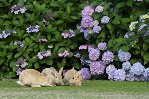 Images Dated 2nd July 2011: Feral domestic rabbit (Oryctolagus cuniculus) juveniles playing by a hydrangea. Okunojima Island