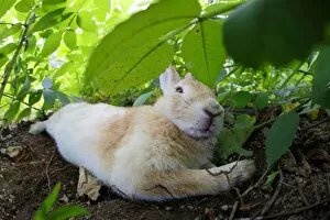 Images Dated 19th July 2012: Feral domestic rabbit (Oryctolagus cuniculus) stretched out and sleeping, Okunojima Island