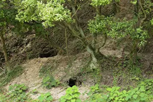 Images Dated 19th July 2012: Feral domestic rabbit (Oryctolagus cuniculus) burrows, Okunojima Island, also known