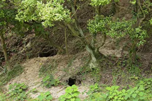 Images Dated 19th July 2012: Feral domestic rabbit (Oryctolagus cuniculus) burrows, Okunojima Island, also known