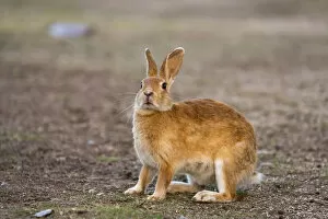 Images Dated 10th October 2012: Feral domestic rabbit (Oryctolagus cuniculus) standing up, Okunojima Island, also