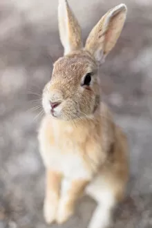 Images Dated 18th January 2010: Feral domestic rabbit (Oryctolagus cuniculus) standing on hind legs, Okunojima Island