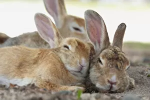 Images Dated 13th July 2011: Feral domestic rabbit (Oryctolagus cuniculus) group resting, Okunojima Island, also