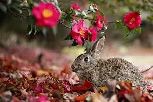 Bunny Island Gallery: Feral domestic rabbit (Oryctolagus cuniculus) feeding on flowers, Okunojima Island