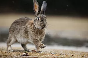 Bunny Island Collection: Feral domestic rabbit (Oryctolagus cuniculus) with wet fur, Okunojima Island, also