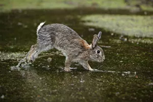 Bunny Island Collection: Feral domestic rabbit (Oryctolagus cuniculus) with wet fur running through puddle