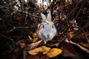 Bunny Island Collection: Feral domestic rabbit (Oryctolagus cuniculus) walking through autumn leaves, Okunojima Island