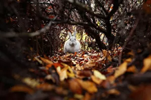 Bunny Island Collection: Feral domestic rabbit (Oryctolagus cuniculus) amongst autumn leaves, Okunojima Island