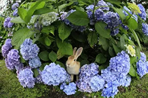 Bunny Island Gallery: Feral domestic rabbit (Oryctolagus cuniculus) in hydrangea, fisheye view, Okunojima Island