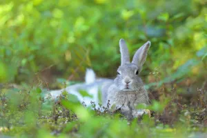Bunny Island Collection: Feral domestic rabbit (Oryctolagus cuniculus) resting, Okunojima Island, also known