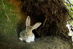 Bunny Island Gallery: Feral domestic rabbit (Oryctolagus cuniculus) resting by burrow, Okunojima Island