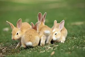 Bunny Island Gallery: Feral domestic rabbit (Oryctolagus cuniculus) babies, Okunojima Island, also known as Rabbit Island