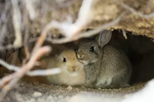 Bunny Island Collection: Feral domestic rabbit (Oryctolagus cuniculus) babies in burrow, Okunojima Island