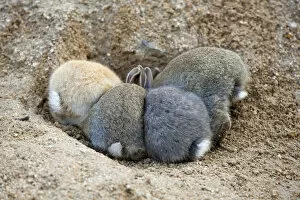 Bunny Island Gallery: Feral domestic rabbit (Oryctolagus cuniculus) babies, rear view, Okunojima Island