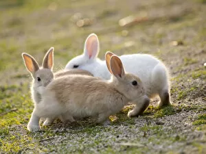 Bunny Island Collection: Feral domestic rabbit (Oryctolagus cuniculus) babies chasing each other, Okunojima Island