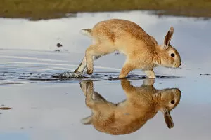 Bunny Island Collection: Feral domestic rabbit (Oryctolagus cuniculus) running in puddle and reflected. Okunojima Island