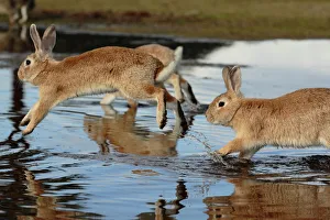 Bunny Island Collection: Feral domestic rabbit (Oryctolagus cuniculus) running in puddle, Okunojima Island