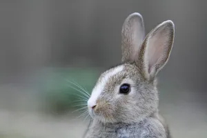 Bunny Island Collection: Feral domestic rabbit (Oryctolagus cuniculus) portrait, Okunojima Island, also known