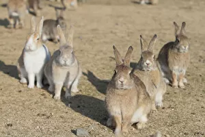 Bunny Island Gallery: Feral domestic rabbit (Oryctolagus cuniculus) group looking at camera, Okunojima Island