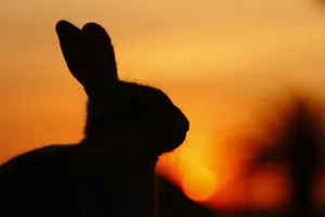 Bunny Island Collection: Feral domestic rabbit (Oryctolagus cuniculus) silhouetted at sunset, Okunojima Island