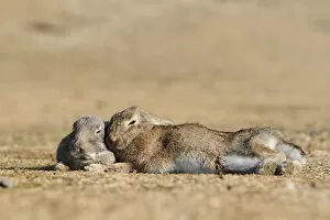 Bunny Island Gallery: Feral domestic rabbit (Oryctolagus cuniculus) bonded pair sleeping, Okunojima Island