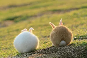 Bunny Island Collection: Feral domestic rabbit (Oryctolagus cuniculus) view from behind, Okunojima Island