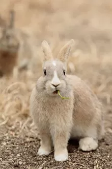 Bunny Island Gallery: Feral domestic rabbit (Oryctolagus cuniculus) eating a leaf, Okunojima Island, also