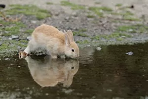 Bunny Island Gallery: Feral domestic rabbit (Oryctolagus cuniculus) juvenile drinking water, Okunojima Island